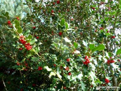 Dehesa Bonita-Abedular Somosierra;escapada puente octubre actividades en cazorla balcon de pilatos